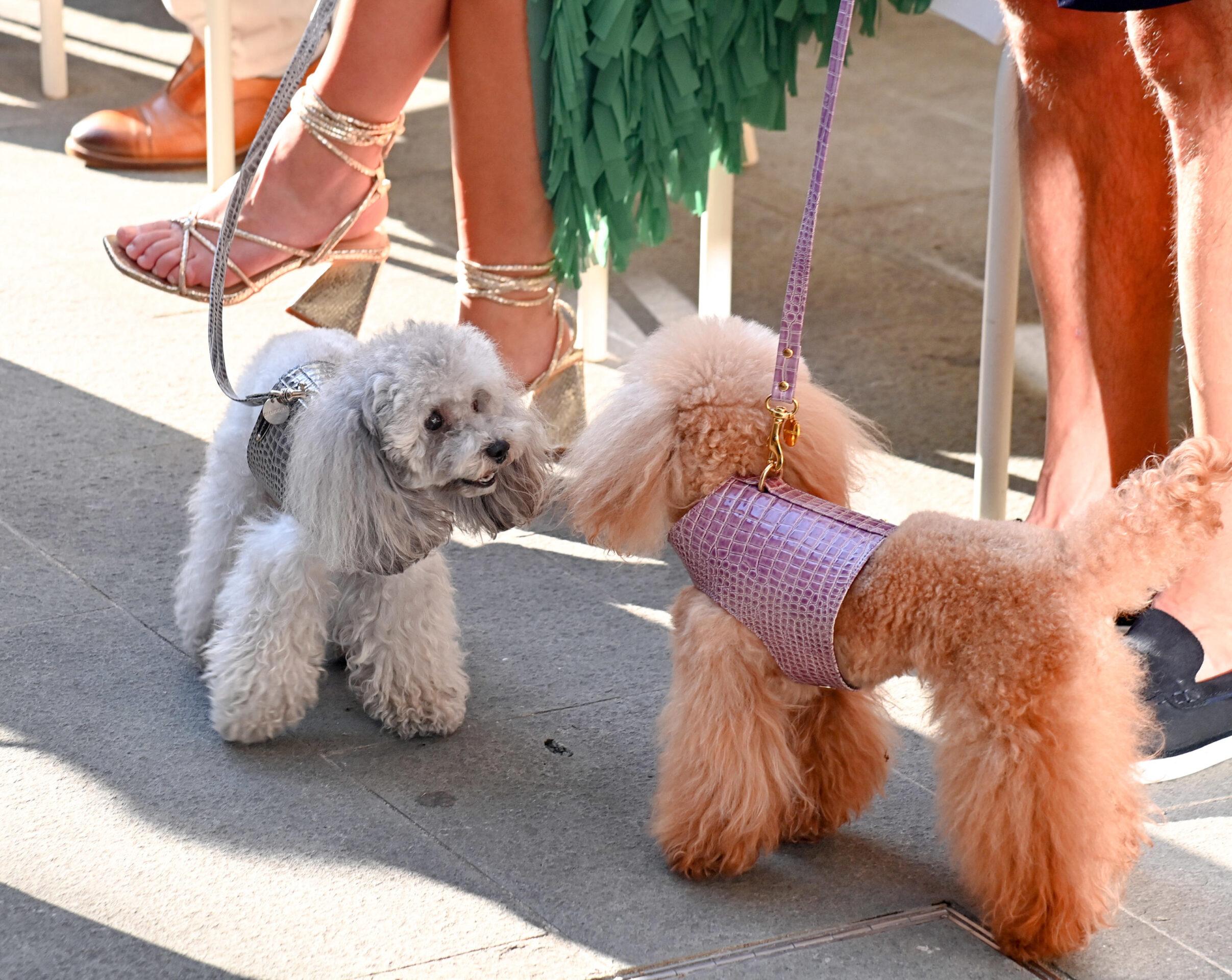 Qual è il cane più costoso del mondo? Ecco la classifica delle razze più ricercate