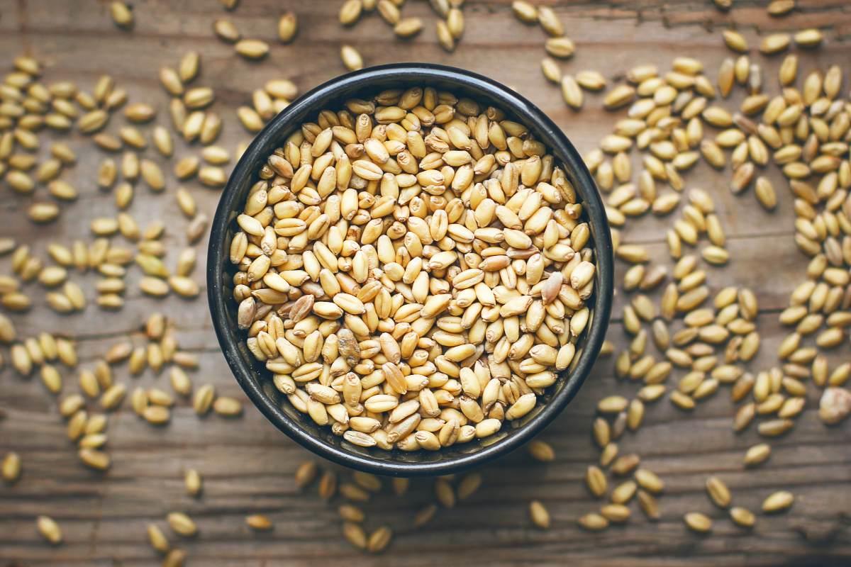 È meglio mangiare il farro al posto del grano? Ecco i vantaggi di questo cereale