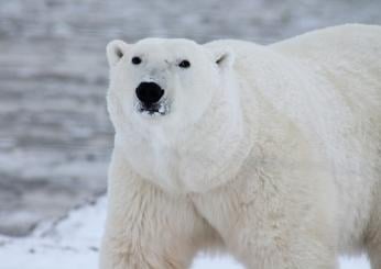 Giornata mondiale dell’orso polare, una specie in via d’estinzione a causa del cambiamento climatico