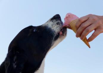 Amore a quattro zampe: ecco il gelato per cani