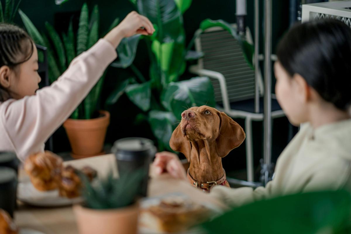 Posso portare il mio cane al ristorante? Come tenere tranquillo Fido quando si mangia