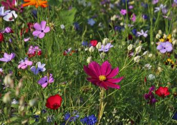 Come rendere bello il giardino? Ecco alcune pratiche, e consigli, da seguire