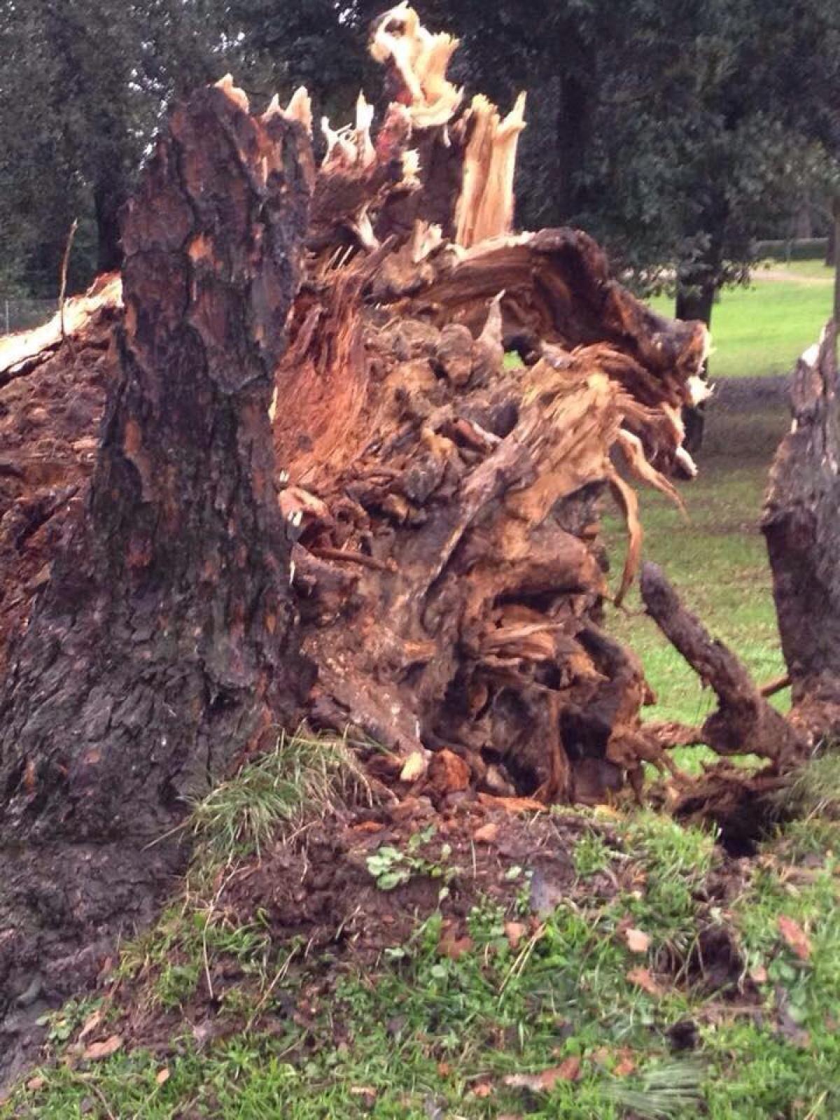 Roma, tre adolescenti feriti dopo la caduta di un albero a San Basilio