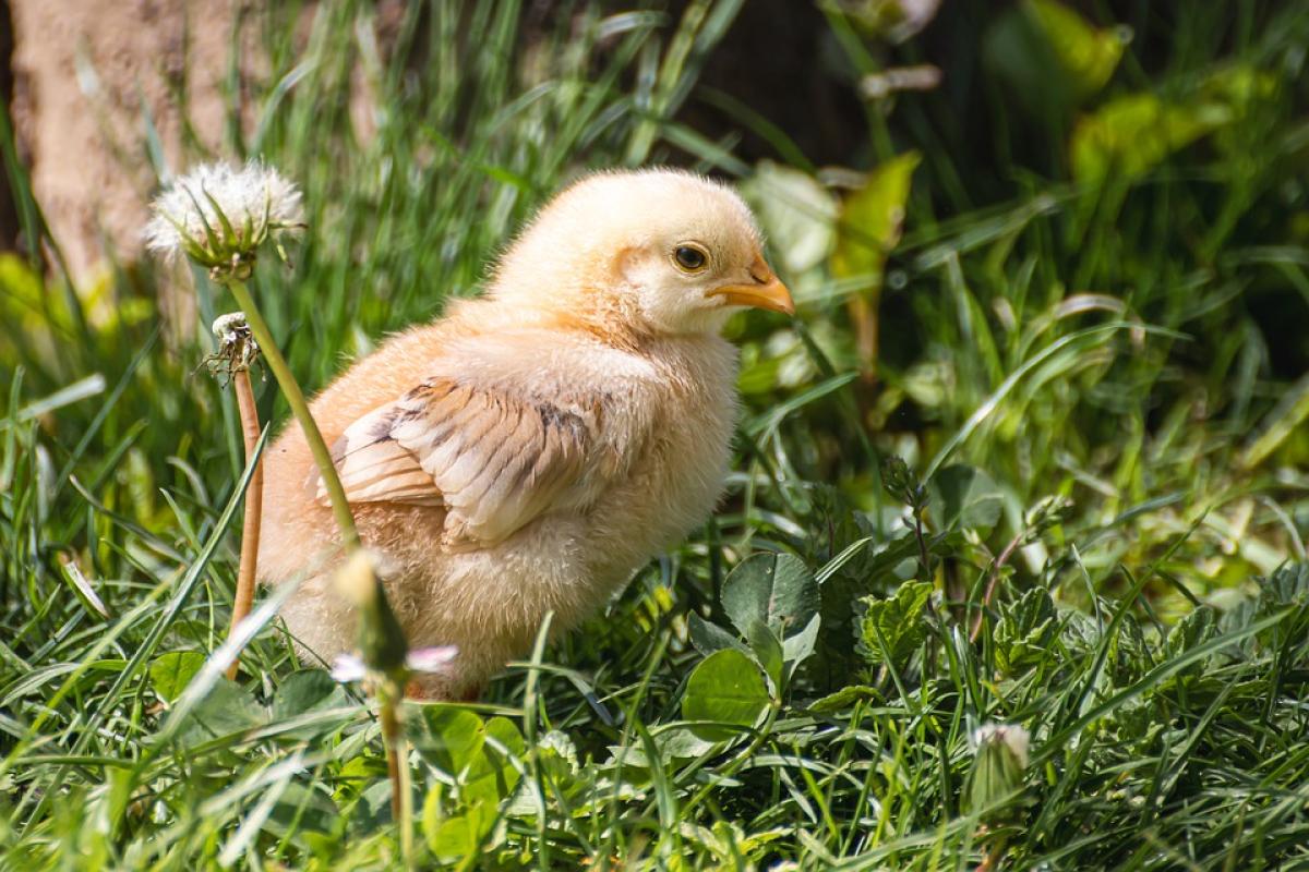 Auguri di pasquetta da mandare su whatsapp: idee frasi originali