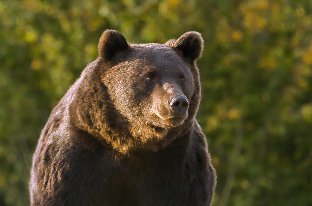 Orsa Jj4, veterinari sul piede di guerra contro il ministro Pichett…