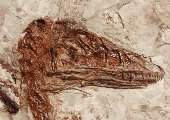 Cina, scoperto un raro fossile con il corpo di uccello e il cranio da dinosauro