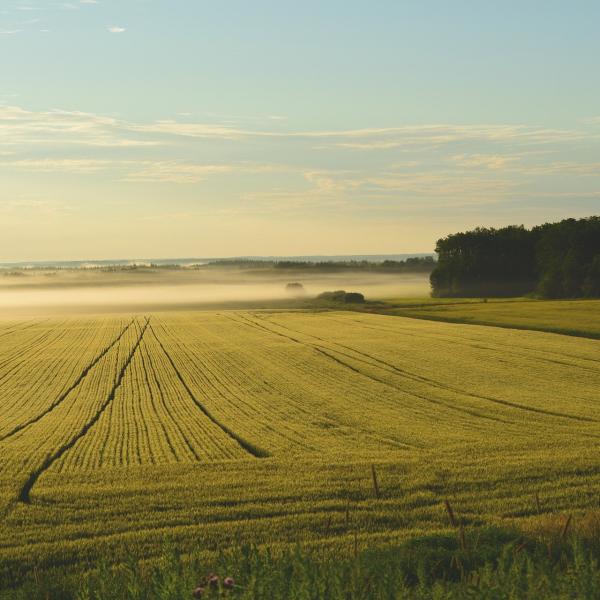 Fao, record storico nei prezzi dei beni alimentari