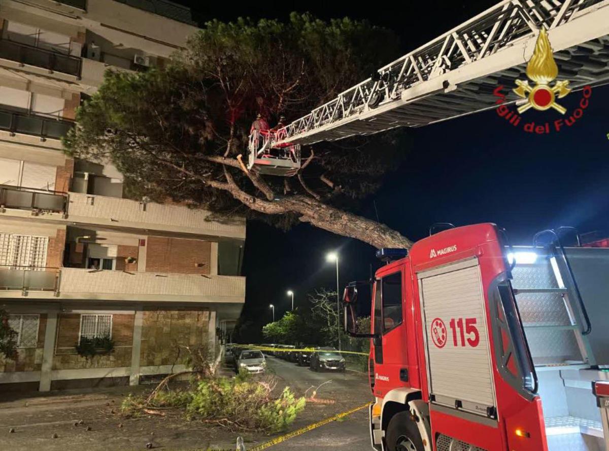 Brindisi, vento molte forte: caduto un albero nella notte, ferita u…