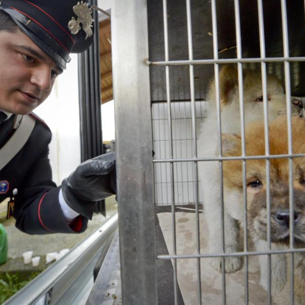 Orrore a Solopaca, i due cani di quartiere Miguel e Sofia uccisi a fucilate: caccia agli aggressori. Borrelli (AVS): “Crudeltà raccapricciante”