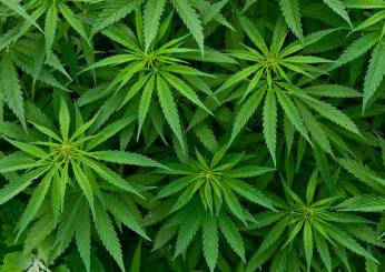 Cannabis: l’Italia apre alla coltivazione per scopo medico