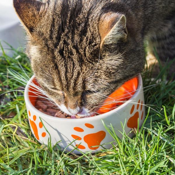 Cosa è meglio far mangiare al gatto d’estate? Come passare a un’alimentazione adatta alle alte temperature