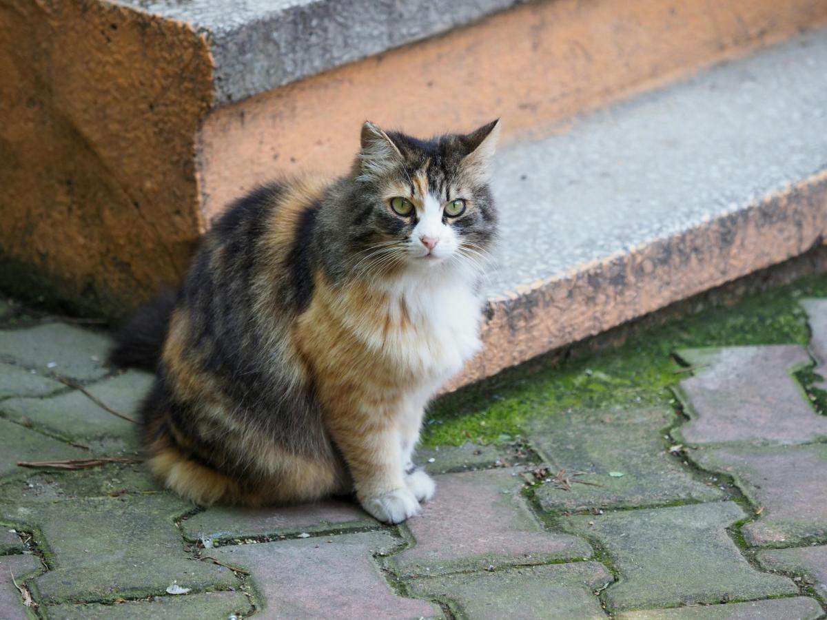 Storica colonia felina di Pietrasanta sotto sfratto, Lazzerini (Resp. Colonia Cristiana): “Pur di mandarci via, la controparte ha detto un sacco di bufale”