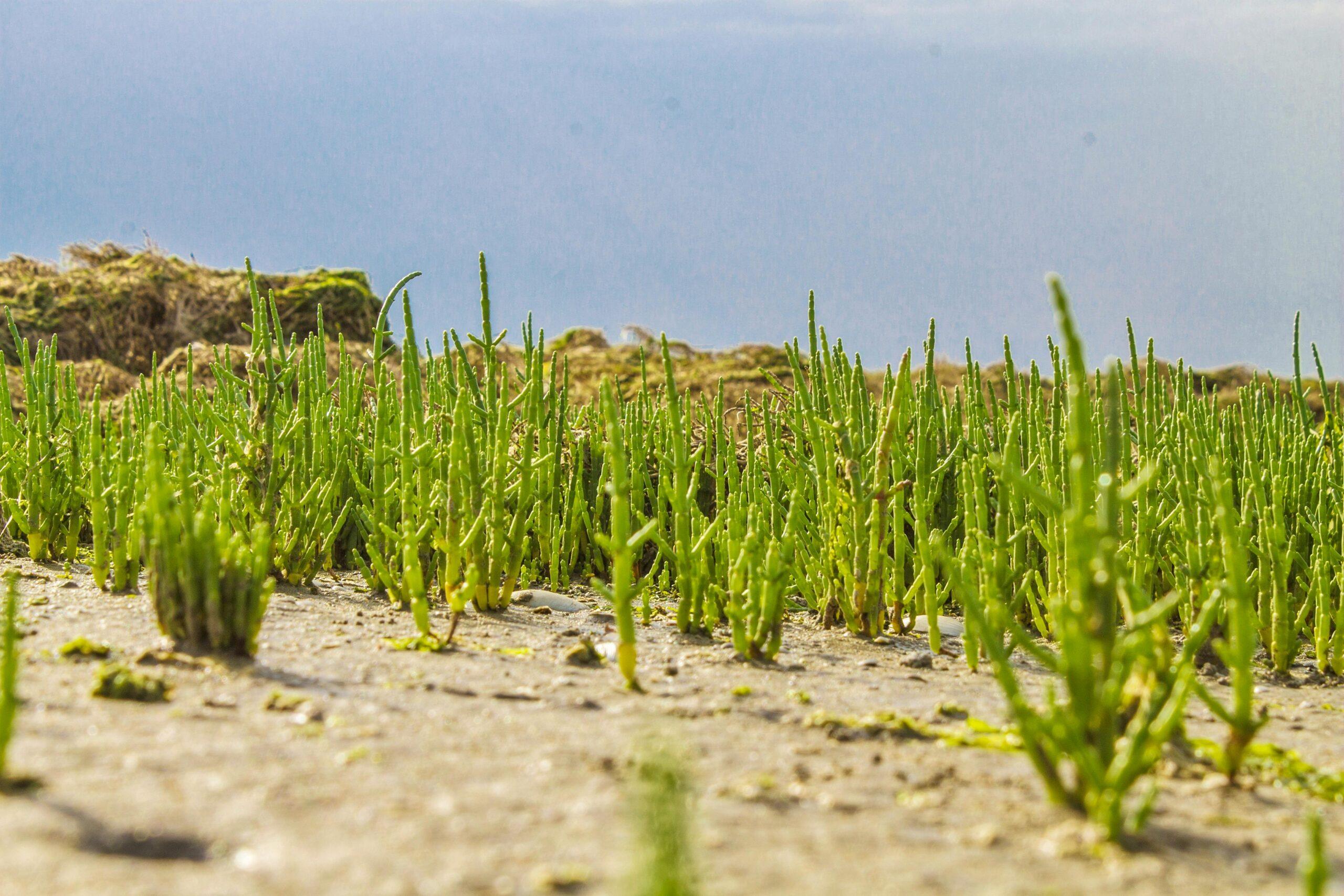 Ricette con la salicornia