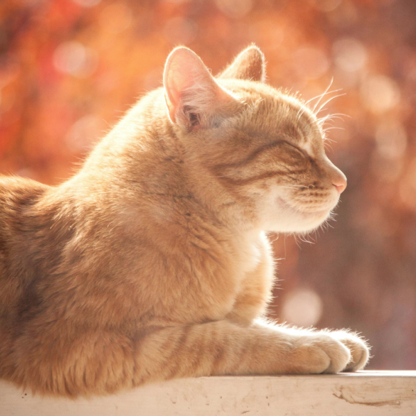 Gatto in vacanza: i pro e i contro di portarlo in villeggiatura