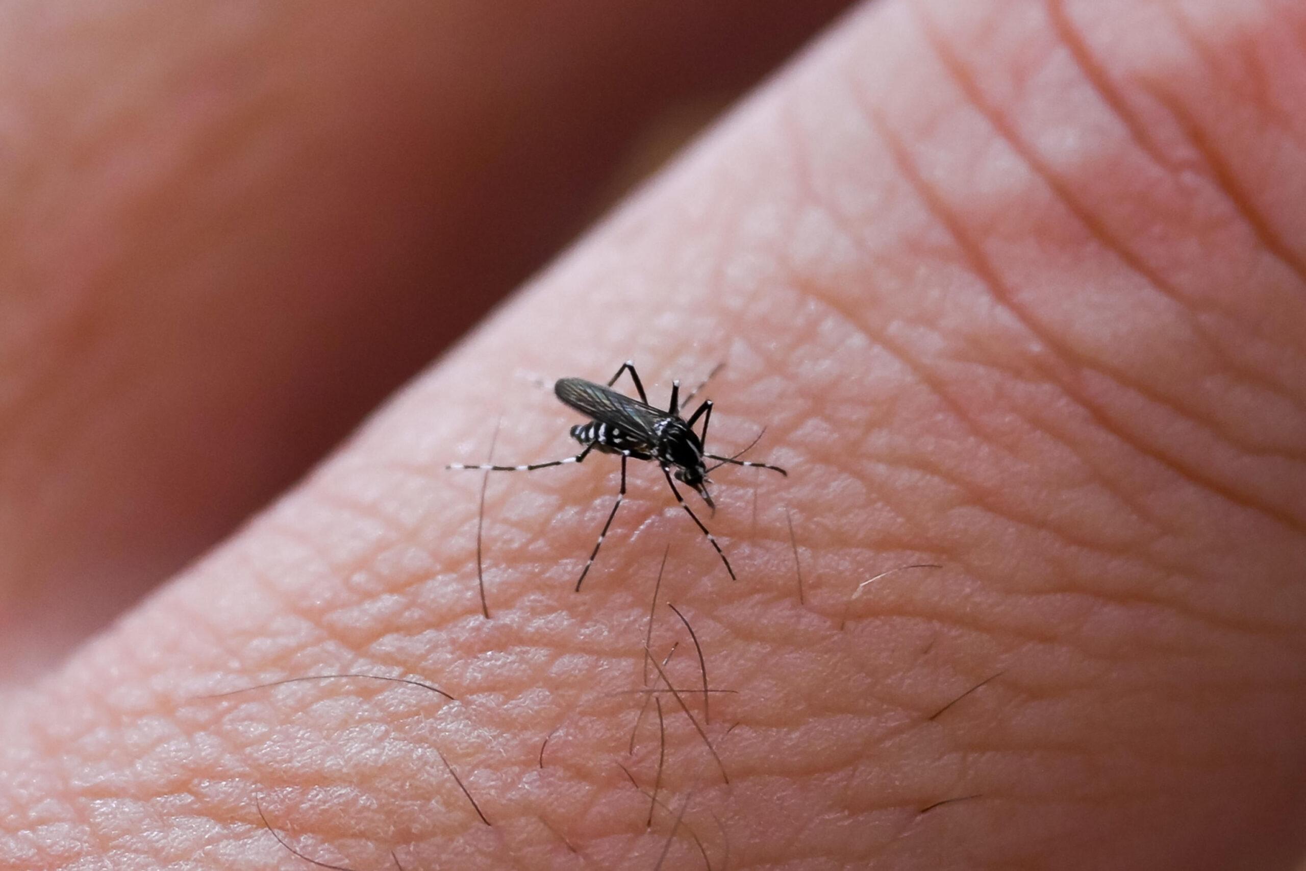 Allarme West Nile a Salerno? Possibile primo caso, ma si attende la conferma del sierologico