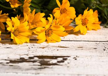 I 7 benefici della calendula per i capelli: come usarla e a chi è consigliata