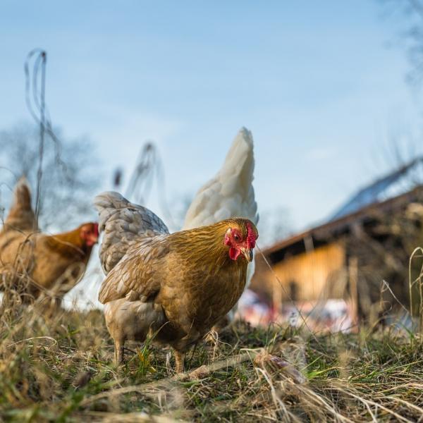 Cucina casereccia: come cucinare la gallina ruspante