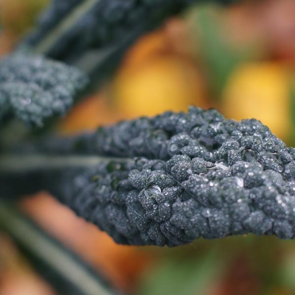 Sane e buone: ecco le ricette con il cavolo nero