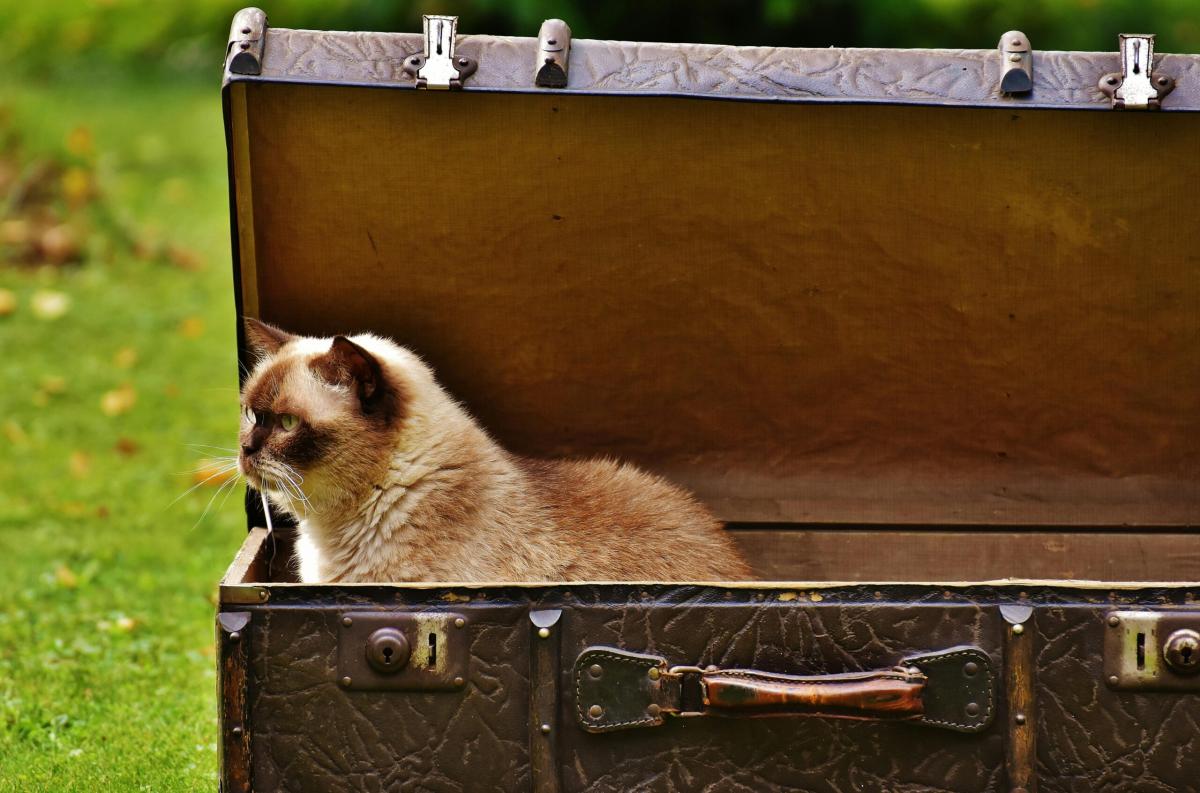 Quanto costa far viaggiare cane o gatto in aereo?