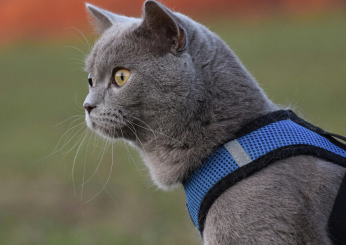 Quale pettorina scegliere per il gatto? Ecco quando va utilizzata e gli errori da evitare