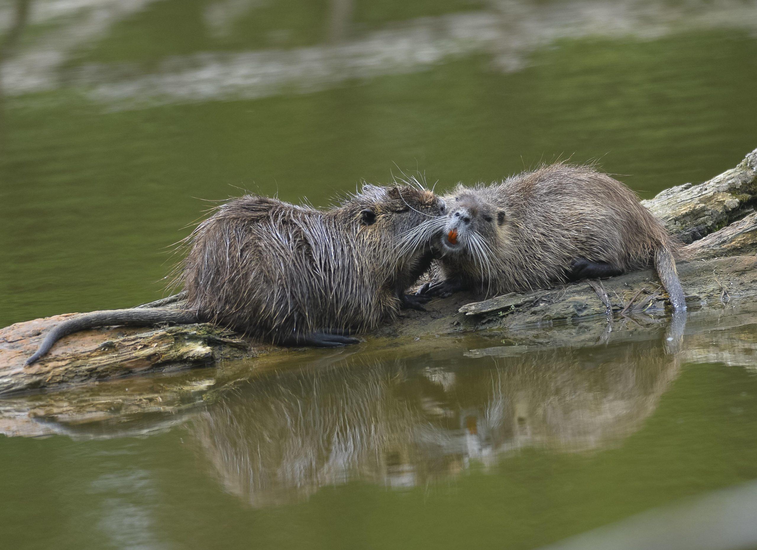 Cosa sono e quali malattie portano le nutrie