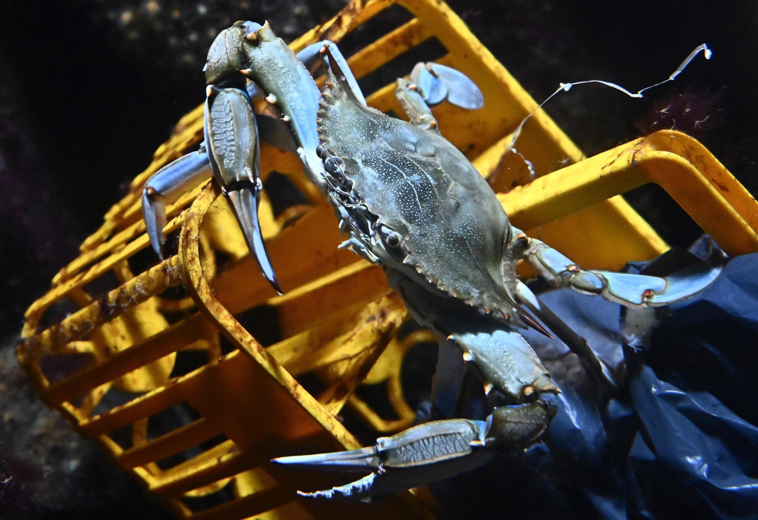 Emergenza granchio blu in Veneto ed Emilia Romagna, Faccioli (Coldiretti): “Situazione drammatica, a rischio il futuro del settore pesca”