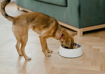 Come funziona la dieta Barf per cane e gatto? Pro e contro