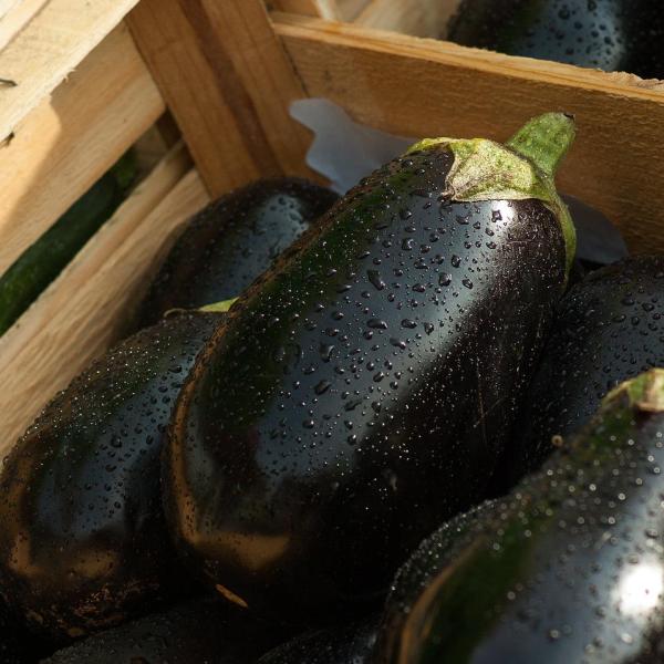 Ricette con le melanzane facili e veloci