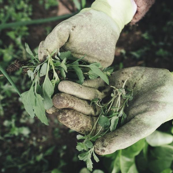 Lavori di marzo in giardino e in terrazzo, tutto quello che c’è da fare