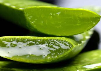 Benefici del gel di aloe vera per la pelle e i capelli: 5 metodi di applicazione