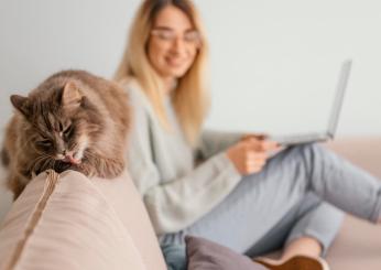 Gatti positivi all’influenza aviaria, ci sono rischi per le persone?