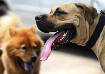 Ardea, cane morto strozzato durante la toelettatura, azzannata anche una dipendente