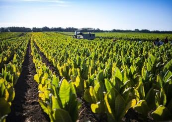 Tabacco, in aumento fatturato di aziende che aderiscono a contratti di filiera