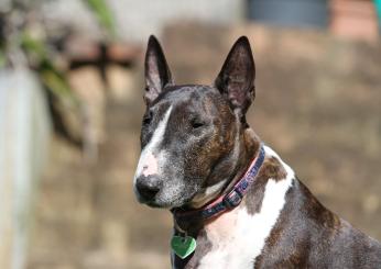 Il Bull Terrier è pericoloso e aggressivo? Ecco com’è il carattere e cosa sapere prima di prendere un cane di questa razza