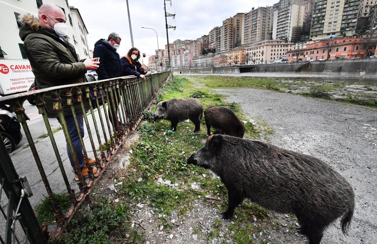 Caccia libera ai cinghiali in città, l’UE diffida l’Italia