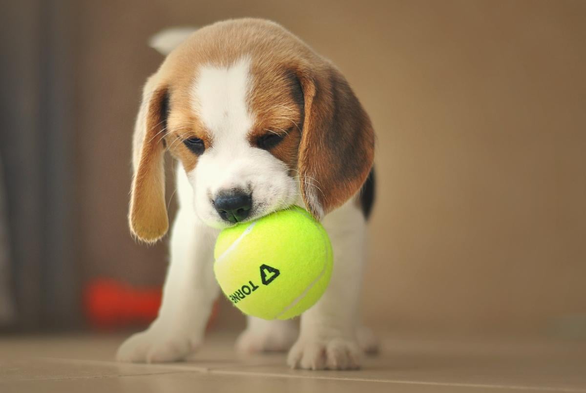 Napoli, cucciolo di beagle abbandonato ad Acerra: l’appello sui social per l’adozione del cane | VIDEO