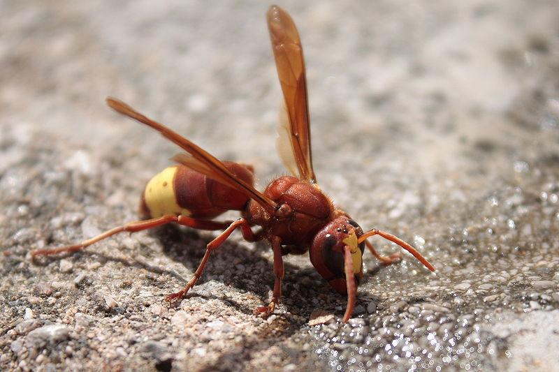 Vespa orientalis: il calabrone asiatico che sta preoccupando gli abitanti di Roma