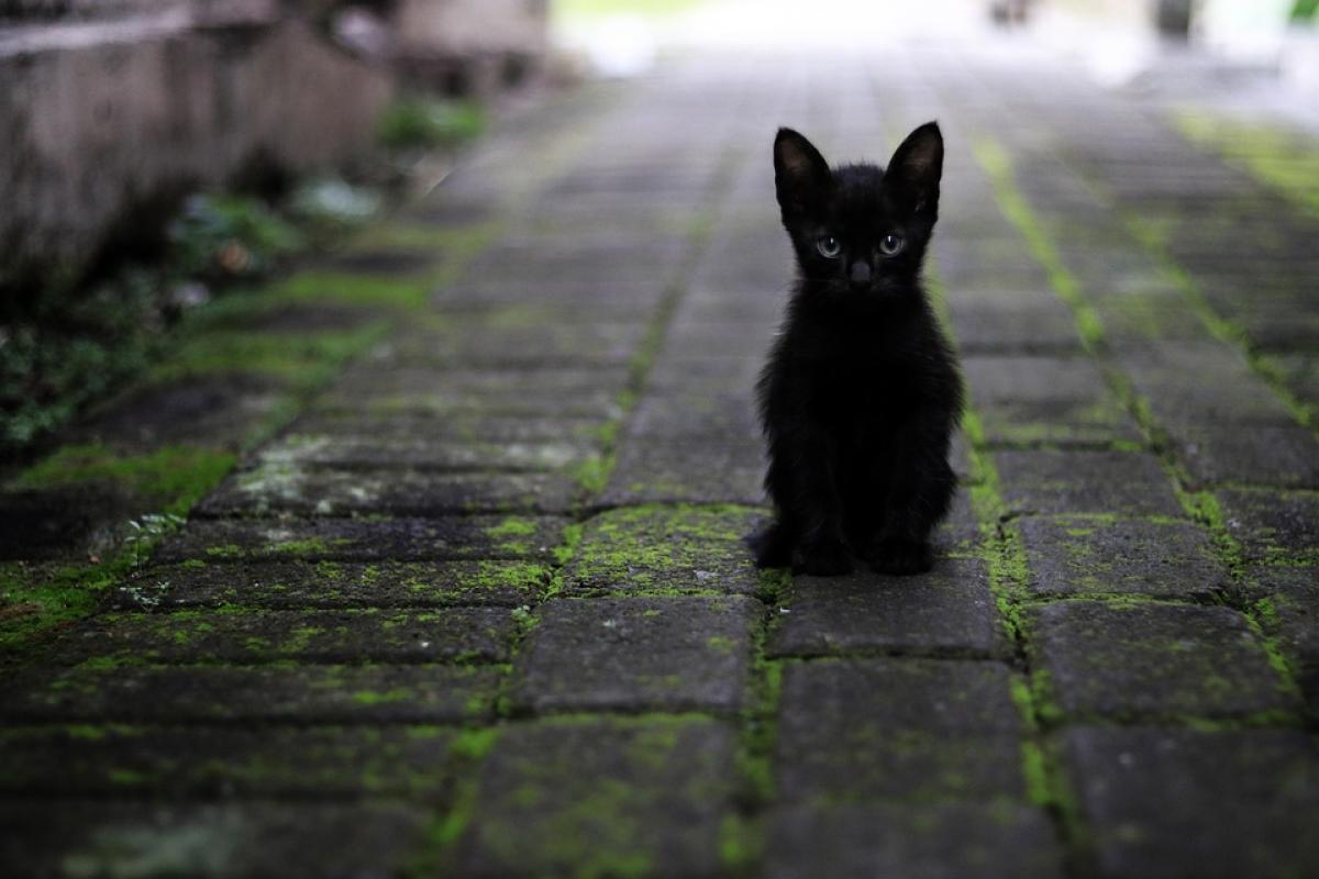 Quale animale uccide i gatti? La volpe è tra questi?