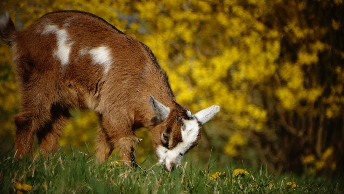 Messico, ex direttore dello zoo sotto accusa per aver ucciso e cuci…