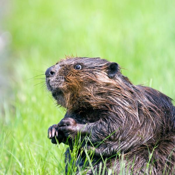 Giornata mondiale del Castoro, l’animale amico dell’ambiente