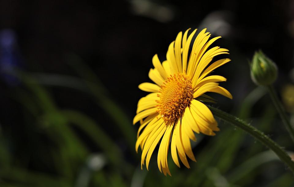 Cosa mettere sul balcone a marzo? Che fiori si possono piantare?