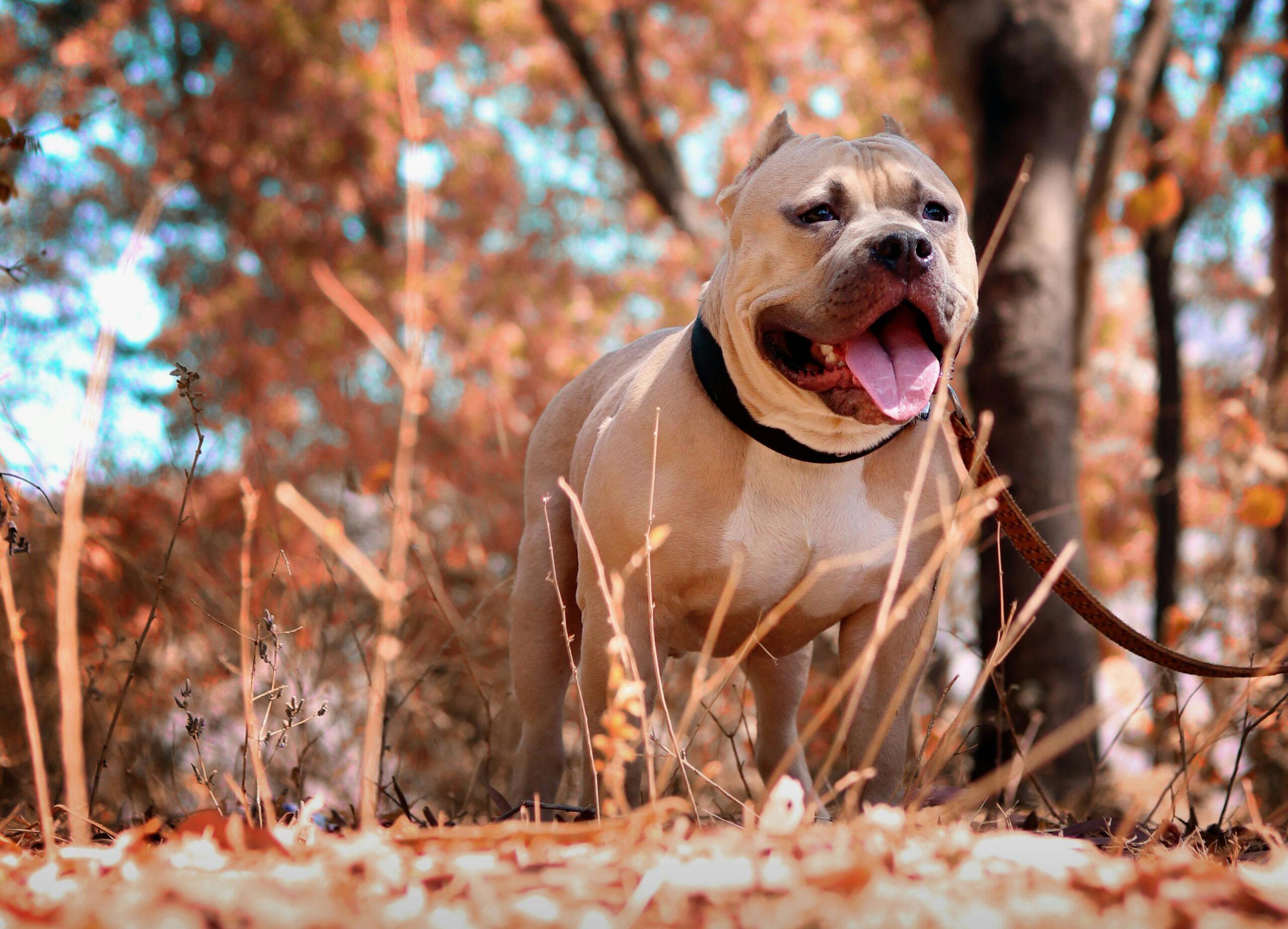 I Pitbull sono pericolosi e impazziscono? L’addestratore Ettore Santoro: “Sono cani complessi, andrebbero educati già a 3 mesi”