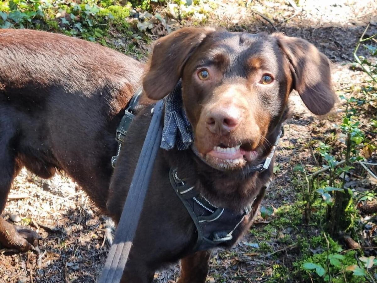 Primo cane in astinenza da alcol: dalla Gran Bretagna arriva la con…