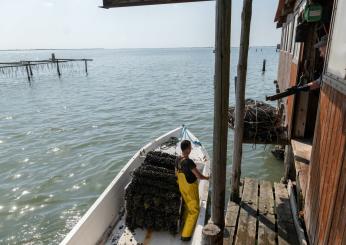 Granchio blu, distrutta la produzione di vongole veraci. Marchesini (Consorzio Scardovari): “Per i pescatori il 2024 sarà un anno a reddito zero”