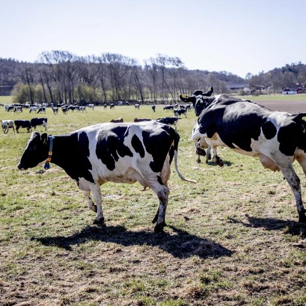 Energia, Coldiretti: “A rischio una stalla da latte su dieci”