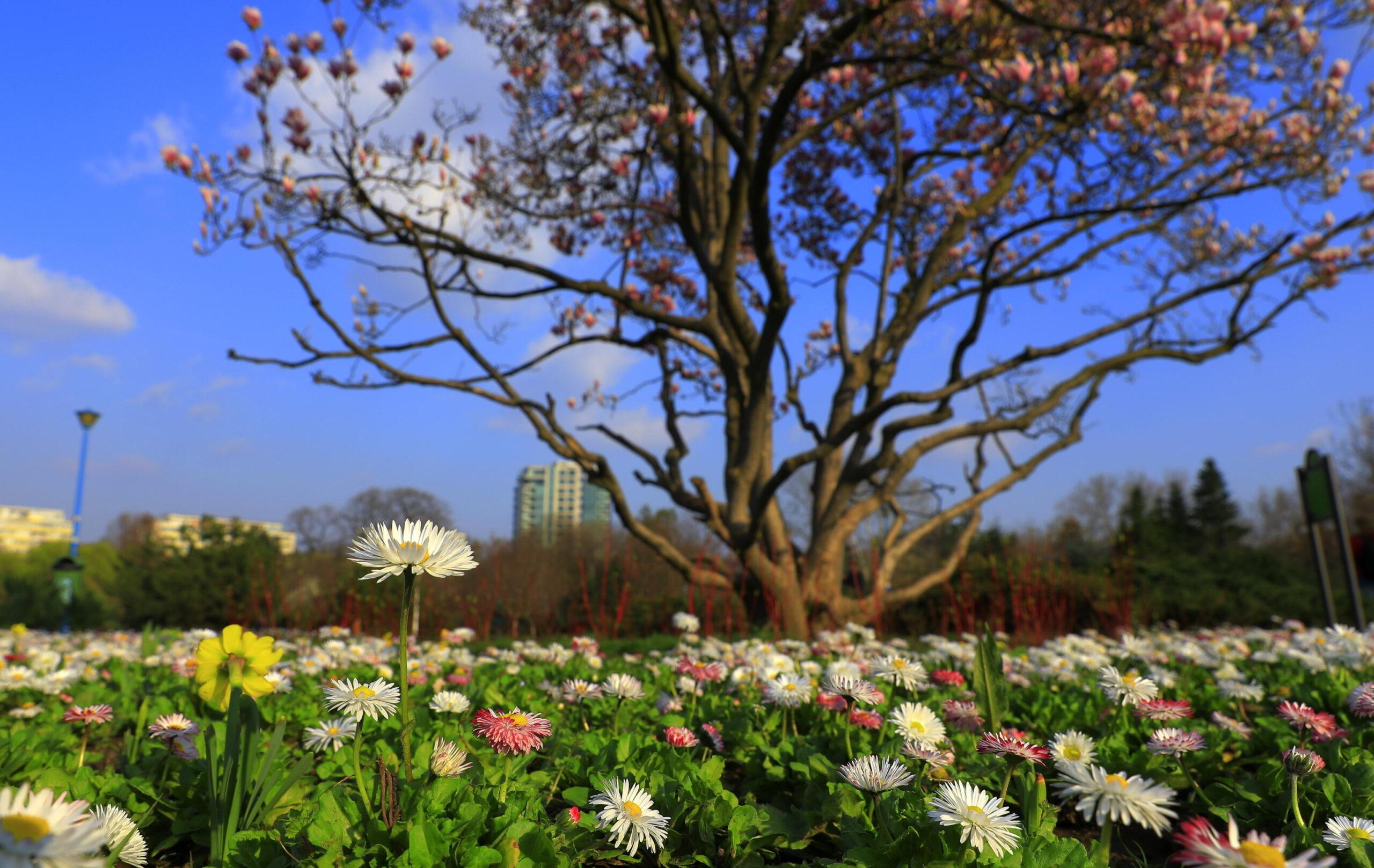 Quali sono i fiori che accompagno l’arrivo della primavera?