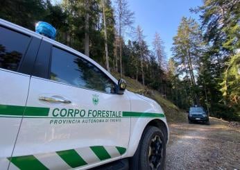 Runner ucciso da un orso in Trentino: ordinato l’abbattimento dell’…