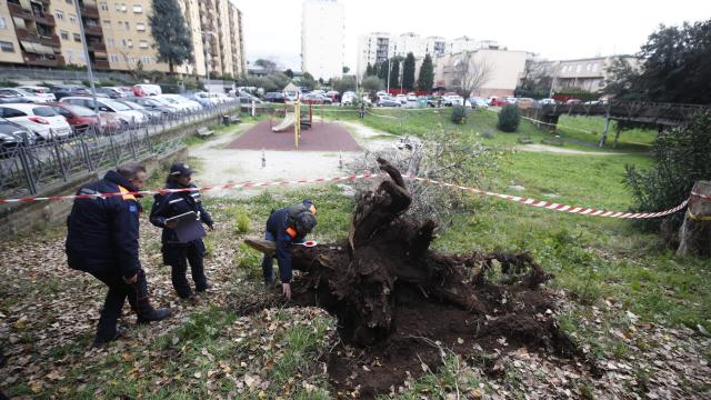 Francesca Ianni morta colpita da un albero a Roma,  grave l’amica: illesi i tre figli della vittima