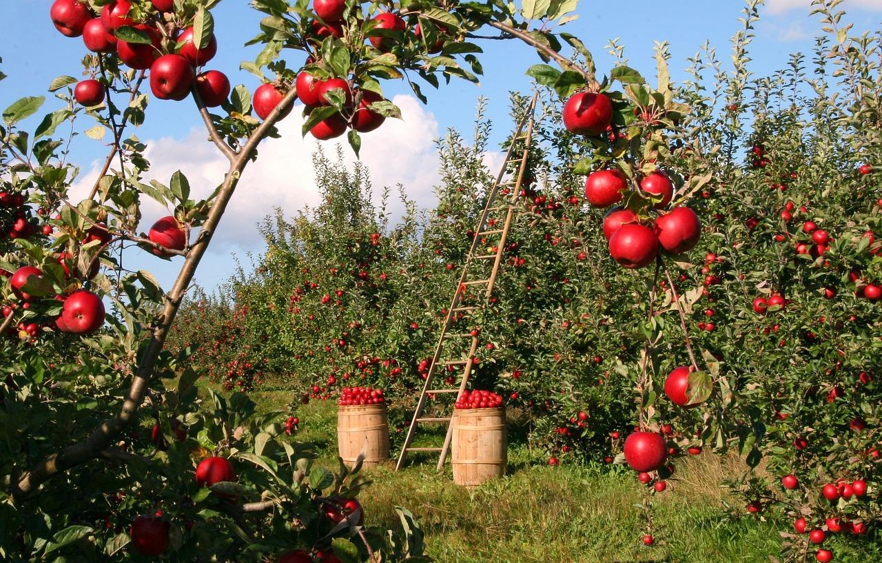 Come aprire una società agricola: tassazione, requisiti e agevolazioni