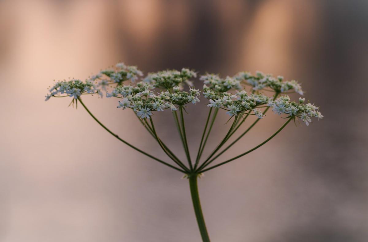 Aromi naturali: ricette con il finocchietto selvatico